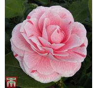 Thompson & Morgan Camellia Jap. Bonomiana 15Cm Potted Plant X 1