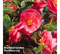 Thompson & Morgan Camellia Jap. Dr. King Red 9Cm Potted Plant X 2