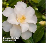 Thompson & Morgan Camellia Jap. Silver Anniversary 3 Litre Potted Plant X 1