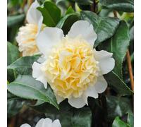 Thompson & Morgan Camellia Japonica Brushfield Yellow 9Cm Pot X 2