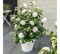 Thompson & Morgan Camellia Japonica Nuccios Gem 15Cm Potted Plant X 1