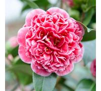 Thompson & Morgan Thompson & Morgan Camellia Japonica Volunteer 15Cm Potted Plant X 1