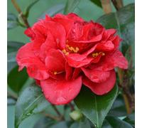 Thompson & Morgan Thompson & Morgan Camellia Reticulata Mary Williams 15Cm Potted Plant X 1