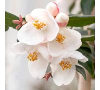Thompson & Morgan Camellia Rosthorniana Cupido 3 Litre Potted Plant X 1