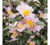 Thompson & Morgan Camellia sas. Pink 3 Litre Potted Plant x 1