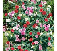Thompson & Morgan Camellia Tricolour 15Cm Pot X 2