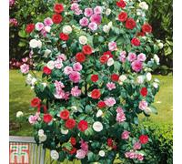 Thompson & Morgan Camellia Tricolour 15Cm Pot X 3