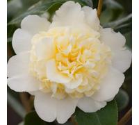 Thompson & Morgan Camellia Wil. Jurys Yellow 6.5 Litre Potted Plant X 1