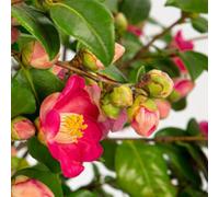 Thompson & Morgan Camellia Winter Perfume Pink 3 Litre Potted Plant x 1
