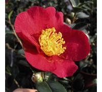 Thompson & Morgan Camellia Yuletide 3 Litre Potted Plant X 2