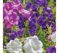 Thompson & Morgan Campanula Canterbury Bells 1 Litre Potted Plant X 1