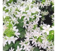 Thompson & Morgan Campanula Poscharskyana E.h. Frost 1 Litre Pot X 1