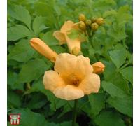 Thompson & Morgan Campsis Flava 1.7 Litre Potted Plant X 1