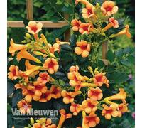 Thompson & Morgan Campsis Indian Summer 2 Litre Pot X 2