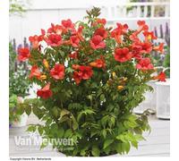 Thompson & Morgan Campsis Trumpet Fire 2 Litre Potted Plant X 2