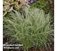 Thompson & Morgan Carex Comans Frosted Curls 1 Litre Potted Plant X 1