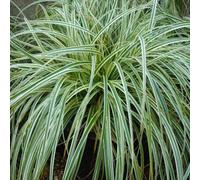 Thompson & Morgan Carex Feather Falls 9Cm Potted Plant X 3