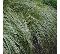 Thompson & Morgan Carex Frosted Curls 9Cm Potted Plant X 2