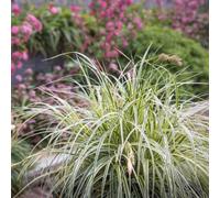 Thompson & Morgan Carex Oshimensis Feather Falls 3 Litre Potted Plant X 1