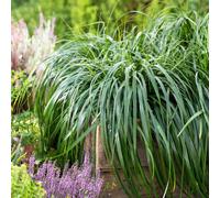 Thompson and Morgan Carex Ribbon Falls Plant Pot 9cm - Size: 45 x 45 x 45cm - Green - Thompson & Morgan - Wilko