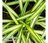 Thompson & Morgan Carex Testacea 3 Litre Potted Plant X 1