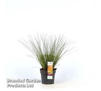 Thompson & Morgan Carex Testacea Prairie Fire 14Cm Potted Plant X 2