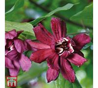 Thompson & Morgan Carolina Allspice (Calycanthus floridus) 9cm Potted Plant x 2, Red