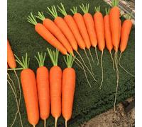 Thompson & Morgan Carrot Octavo F1 Nantes Type Smooth Sweet Crisp High Yield Uniform Roots Seed Packet