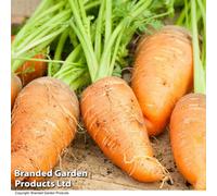 Thompson & Morgan Carrot Paris Market - Rhs Kids 1 Seed Packet (1000 Seeds), Orange