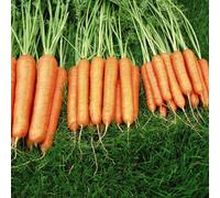 Thompson & Morgan Carrot Sweet Candle F1 Hybrid 1 Seed Packet (250 Seeds)