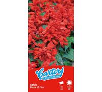 Thompson & Morgan Carters Salvia Blaze Of Fire Seeds Red Bedding Annual Flowers Easy Grow Summer Garden Plants Bright Scarlet Blooms Borders Pots