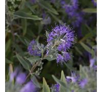Thompson & Morgan Caryopteris Clandonensis Ferndown 3.5 Litre Potted Plant X 2