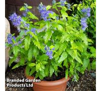 Thompson & Morgan Caryopteris Sapphire Dream 9Cm Pot X 1