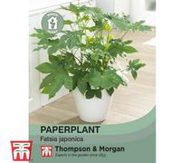 Thompson & Morgan Castor Oil Plant Seed 1 Seed Packet (10 Seeds)