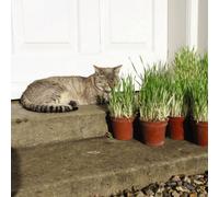 Thompson & Morgan Cat Grass Seeds - 1 Seed Packet (100 Seeds) - Fast Growing - Rich In Fibre