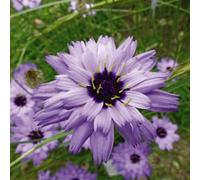 Thompson & Morgan Catananche Caerulea Amor Blue Seeds - Size: 20 x 10 x 5cm - Wilko