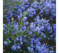 Thompson & Morgan Ceanothus Arboreus Italian Skies 9Cm Potted Plant X 1
