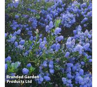 Thompson & Morgan Ceanothus Blue Sapphire Noble 3 Litre Potted Plant X 1