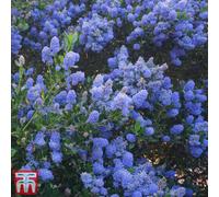 Thompson & Morgan Ceanothus Italian Skies 3 Litre Potted Plant X 1