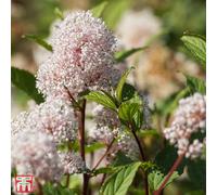 Thompson & Morgan Ceanothus Pallidus Marie Simon 3.6 Litre Potted Plant X 1
