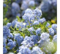 Thompson & Morgan Ceanothus Repens Californian Lilac 9cm x 2