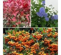 Thompson & Morgan Ceanothus Repens Photinia Red Robin Pyracantha Firelight - Hardy Evergreen Shrub Trio (3X 9Cm Pots)