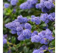 Thompson & Morgan Ceanothus Yankee Point 1.2M Trellis 10 Litre Pot X 1