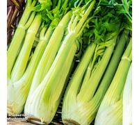 Thompson & Morgan Celery Loretta 1 Seed Seed Packet (350 Seeds)
