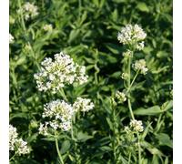 Thompson & Morgan Centranthus Ruber Albus 9Cm Potted Plant X 2