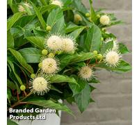 Thompson & Morgan Cephalanthus Honeyballs 3 Litre Potted Plant X 1