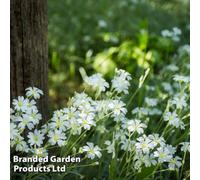 Thompson & Morgan Cerastium Tomentosum 1 Litre Potted Plant X 1