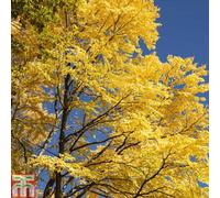 Thompson & Morgan Cercidiphyllum Japonicum 3.6 Litre Potted Plant X 1