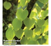 Thompson & Morgan Cercidiphyllum Japonicum 9Cm Potted Plantx 4