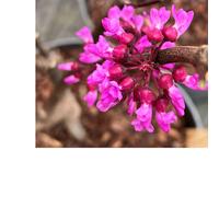 Thompson & Morgan Cercis Blue Lagoon 9cm Pot x 1